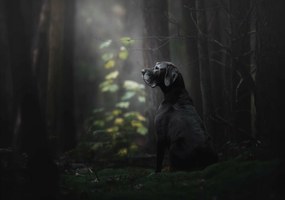 Fotótapéta erdő fotótapéta fekete kutya 208 x 146