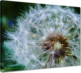 Vászonkép 50x40 Pitypang Virág Virágok