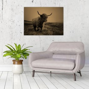 Üveg kép - Skót tehén menekül (70x50 cm)