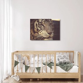 Tigris képe (üvegen) (70x50 cm)