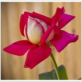 Poszterek 100x100 Nőnap Ajándék Love