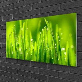 Akrilüveg fotó Green Grass Dew Drops 125x50 cm