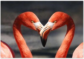 Poszterek 100x70 Szerelmes pelikánok
