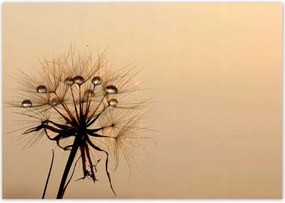 Poszterek 100x70 Pitypang Virág Virágok