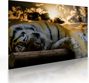 Alvó tigris képe (üvegen) (70x50 cm)