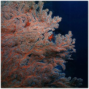 Poszterek 100x100 Kék óceán zátonyokkal