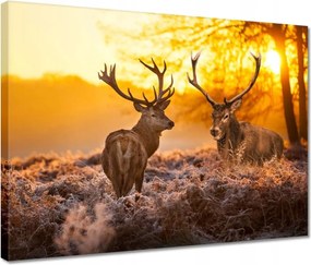 Vászonkép 40x30 Szarvasok a hajnalban