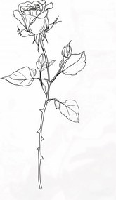 Poszter 40x60cm Rózsa kontúr