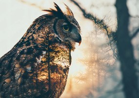 Poszter 59,4x42cm Bagoly szellem