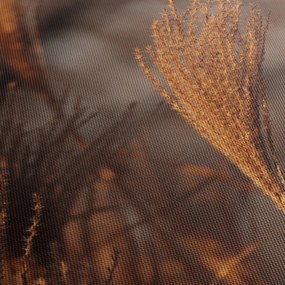 Kép - Cortaderia (90x60 cm)