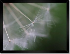 Poszterek keretben 40x30 Pitypang Virág Virágok