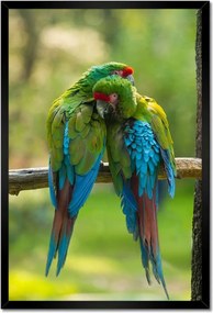 Poszterek keretben 40x60 Papagájok Madarak