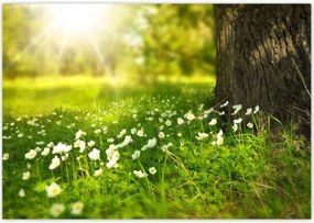 Poszterek 100x70 Sugárzás a réten