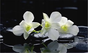 Flizelina Dekoratív Fotótapéta Hálószoba Virágok kövek 416x254 Ragasztó