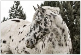 Poszterek 200x135 Almás ló