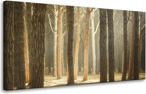 VĂĄszonkĂ©p FĂĄk FĂ©ny TermĂ©szet ErdĆ 80x40 cm AjĂĄndĂ©knak is tökĂ©letes