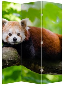 Paraván - Vörös panda (126x170 cm)