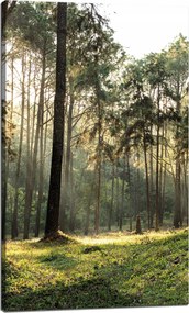 Vászonkép Erdő Fák Nap Természet 60x100 cm
