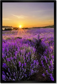 Poszterek keretben 40x60 Levendula tájkép Nap