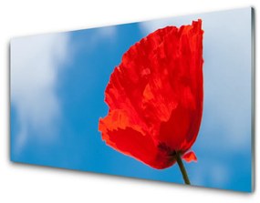 Akrilkép Tulipán Fal 100x50 cm 2 fogas