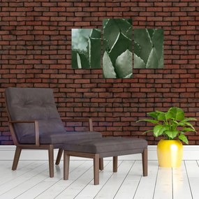 Kép - Zöld agávé (90x60 cm)