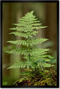 Poszterek keretben 40x60 Páfrány