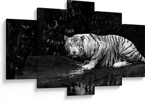 Kép - albínó tigris, fekete-fehér (150x105 cm)