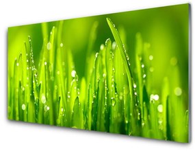 Üvegkép Green Grass Dew Drops 100x50 cm 2 fogas