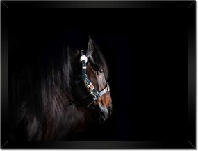 Poszterek keretben 40x30 Ló ló fekete alapon