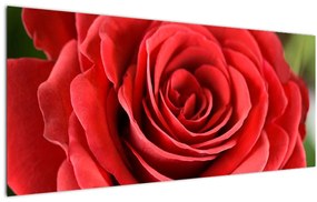 Egy rózsa virág képe (120x50 cm)
