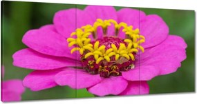 Vászonkép 180x90 Virágok