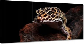 Vászonkép 180x90 Gekkó leopárd gyík