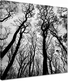 Vászonkép 40x40 Erdő Fák Kilátás alulról