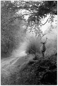 Poszterek 80x120 Szarvas az erdőben