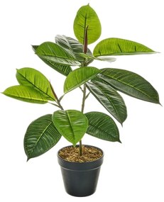 Művirág Ficus – Casa Selección