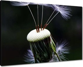 Vászonkép 70x50 Pitypang Virág Virágok