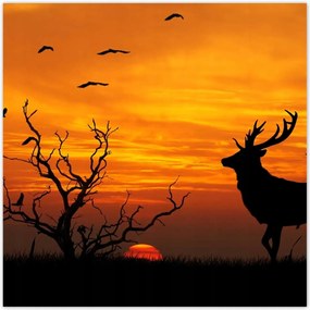 Poszterek 70x70 Szarvas és naplemente