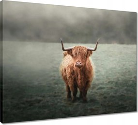 Vászonkép 50x40 Mint a szarvak Hegyi rét