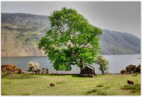 Poszterek 155x105 ErĆs fa