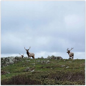 Poszterek 70x70 Szarvas felszarvazott