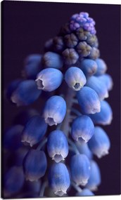 Botanika Vászonkép Örmény zafír 60x100 c