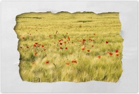 Poszterek 90x60 Pipacsok a mezőn