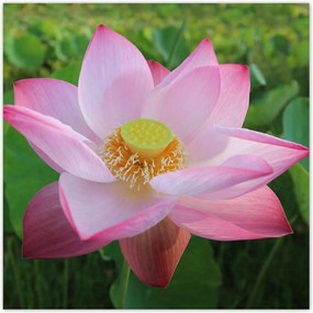 Poszterek 100x100 Lótusz Lótuszvirág
