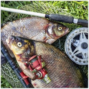 Poszterek 100x100 Nagy friss hal