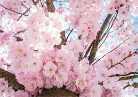 Fotótapéta flizelina Virágzó cseresznye Rózsaszín sakura a nappaliba 200x140 +ragasztó