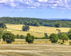 Poszter 50x40cm Szénaláb a mezőkön, Assaf Frank