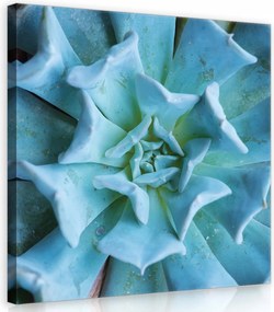 Vászonkép 40x40 Pozsgás Rozetta Levelek Kék Zöld Makro Természet