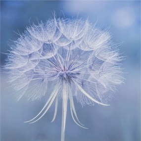 Fali fotótapéta Étkezőbe Kék finomság 250x250