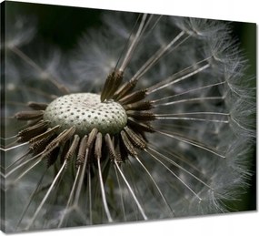 Vászonkép 50x40 Pitypang belülről