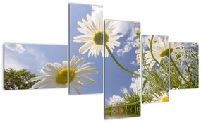 Kép - százszorszép, tavasszal (150x85cm)